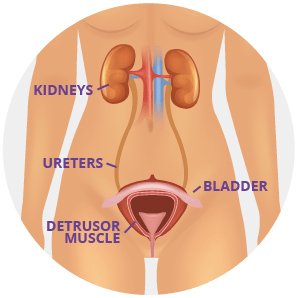 Anatomy of the bladder