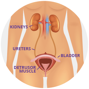 Definition & Facts for Bladder Control Problems (Urinary Incontinence) -  NIDDK